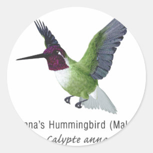 Anna's Hummingbird Männchen mit Namen Runder Aufkleber