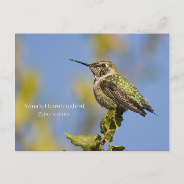 Anna's Hummingbird Postkarte (Vorderseite)