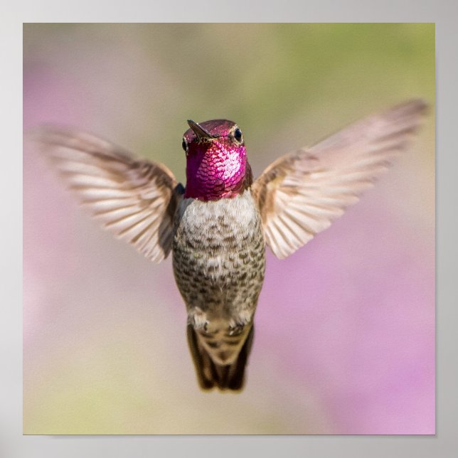 Anna's Hummingbird Schönes Rosa, Lila & Grün Poster (Vorne)