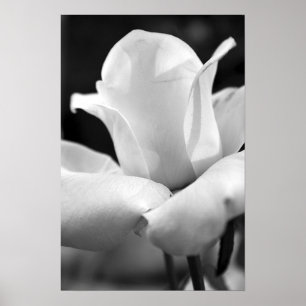 Annas Rose Poster