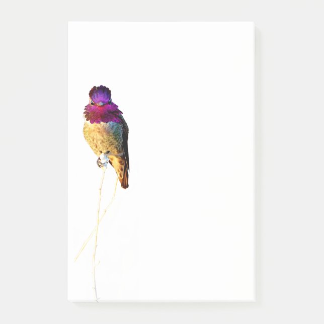 Annaskolibri-Foto 4x6 Notizblock (Vorderseite)