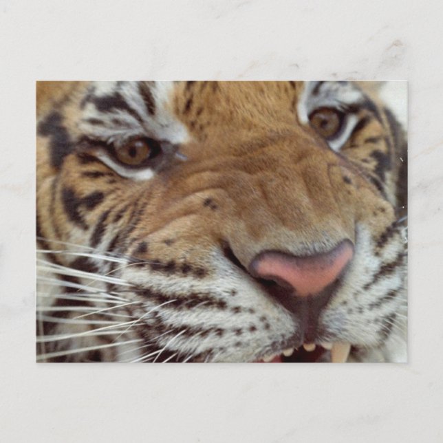 Année de la carte postale du tigre (Devant)