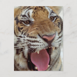 Année de la carte postale du tigre