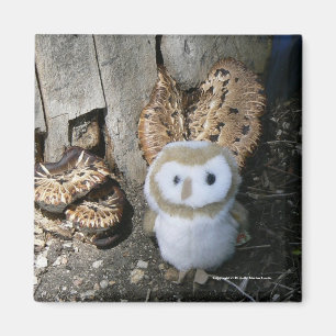 Annie u. Pilze Magnet