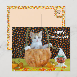 Annie's Halloween-Korbkatze /Kitten Postkarte
