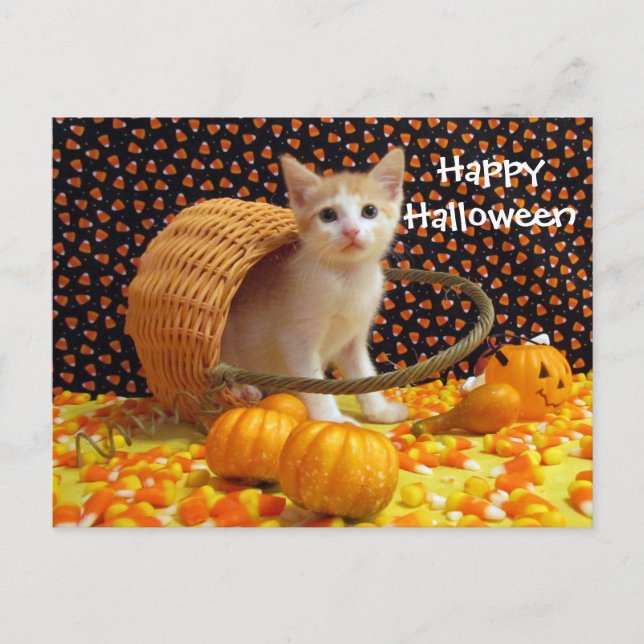 Annie's Sweet Halloween Cat / Kitten Postcard Postkarte (Vorderseite)