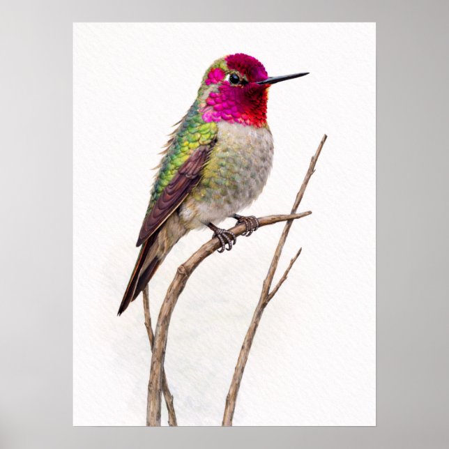 Annis Kolibri Farbiger Poster (Vorne)