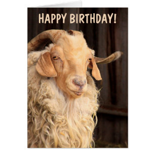 Anniversaire amusant de la vieille chèvre