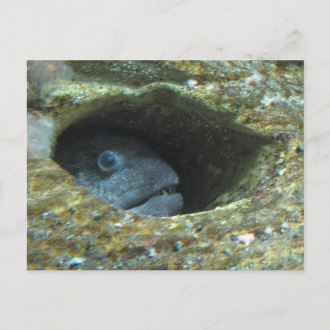 Annoyed Sentry Fish Postkarte (Vorderseite)
