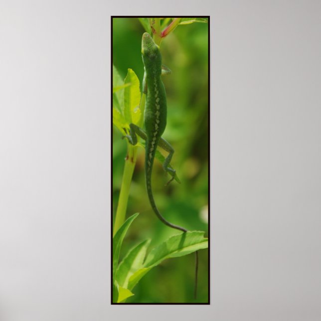 Anole95 Poster (Vorne)