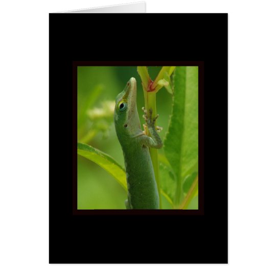 Anole98 Karte