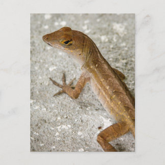 Anole #2 postkarte