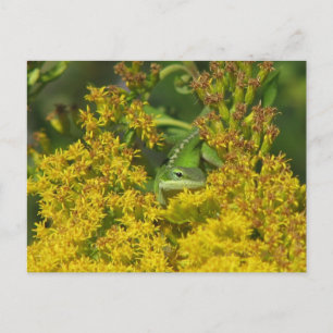 Anole dans Goldenrod Carte Postale