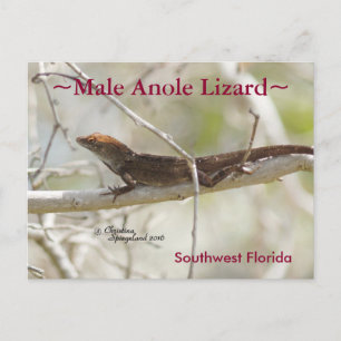 Anole-Eidechse-Filiale Florida Postcard Postkarte