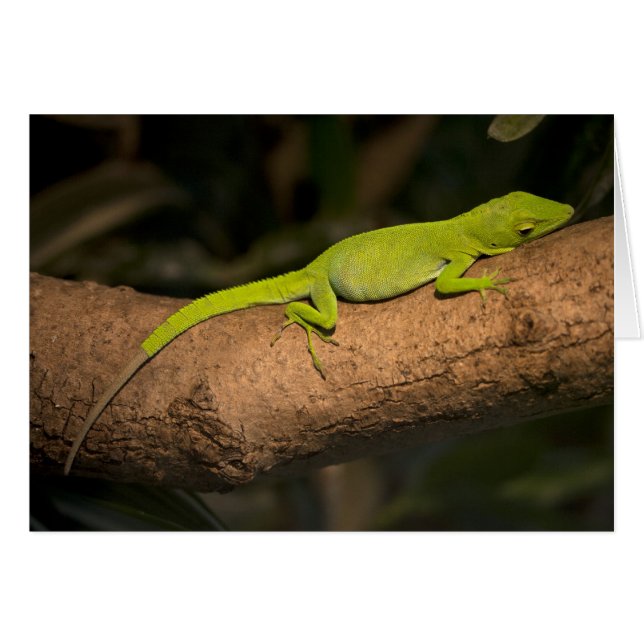 Anole géante jamaïcaine (Devant horizontal)