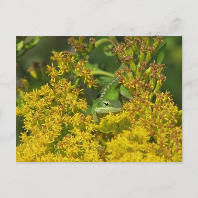 Anole in Goldenrod Postcard Postkarte (Vorderseite)