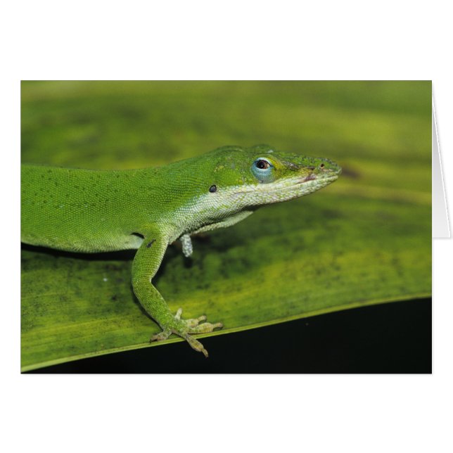 Anolis carolinensis, adulte sur palme (Devant horizontal)