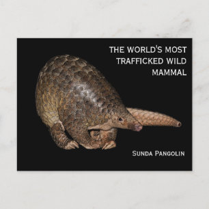 Anpassbare Sunda Pangolin Postkarte