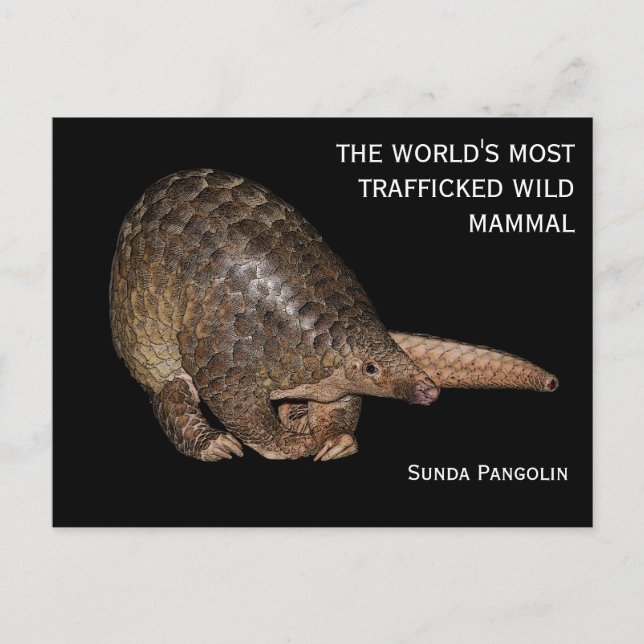 Anpassbare Sunda Pangolin Postkarte (Vorderseite)