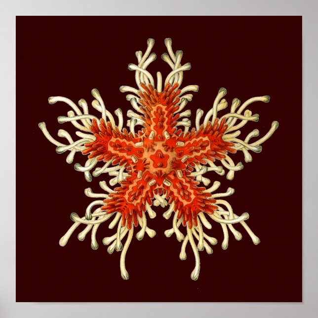 Anpassbare Vintage Haeckel Poster (Vorne)