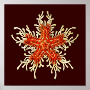 Anpassbares Vintage Haeckel Poster