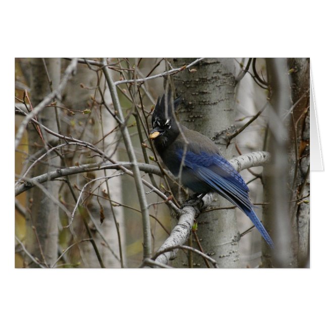 Anpassen der Steller-Jay-Karte (Vorderseite (Horizontal))