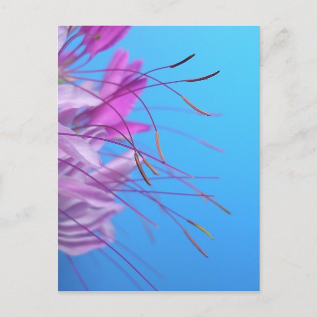 Anpassen mit eigener Nachricht Postkarte (Vorderseite)