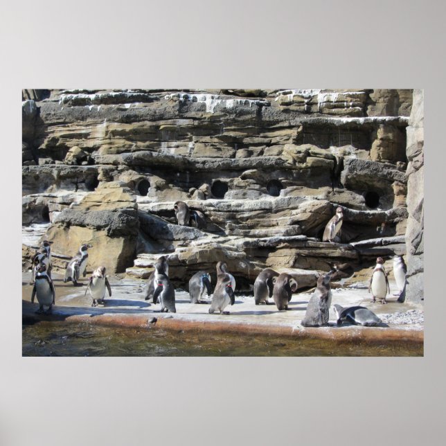 Ansammlung der Pinguine Poster (Vorne)
