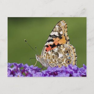Ansammlung Nectar Postkarte
