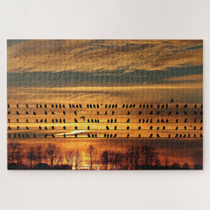 Ansammlung von Starlings