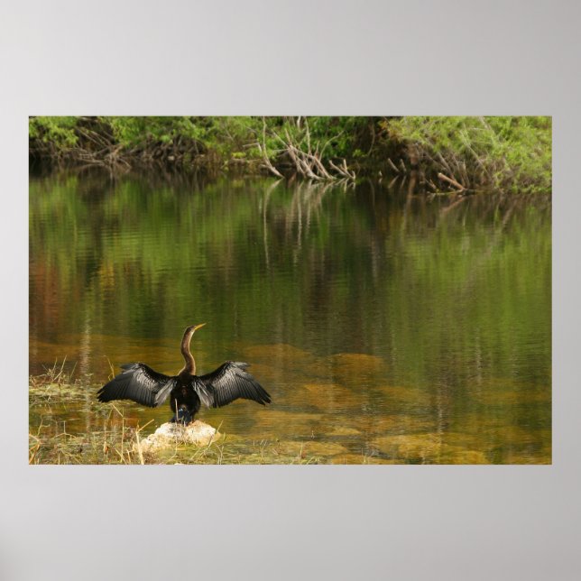 Anschara in den Everglades Poster (Vorne)