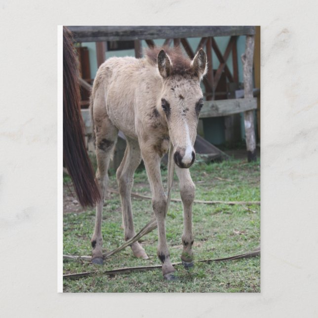 Anse1 Postkarte (Vorderseite)