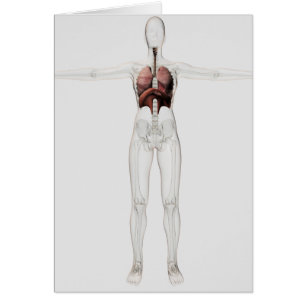 Ansicht 3D des weiblichen Atmungssystems