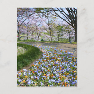 Ansicht der Kirschblüten (& Viola) Postkarte