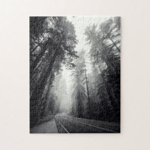 Ansicht der Mammutbaum-Bäume im Wald