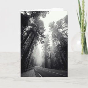 Ansicht der Mammutbaum-Bäume im Wald Karte