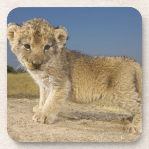 Ansicht des jungen Löwejungen (Panthera Löwe), Getränkeuntersetzer