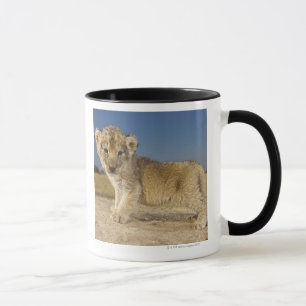 Ansicht des jungen Löwejungen (Panthera Löwe), Tasse