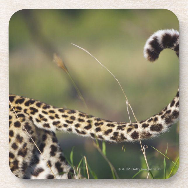 Ansicht des Leopard-Schwanzes (Panthera pardus), Untersetzer (Vorderseite)