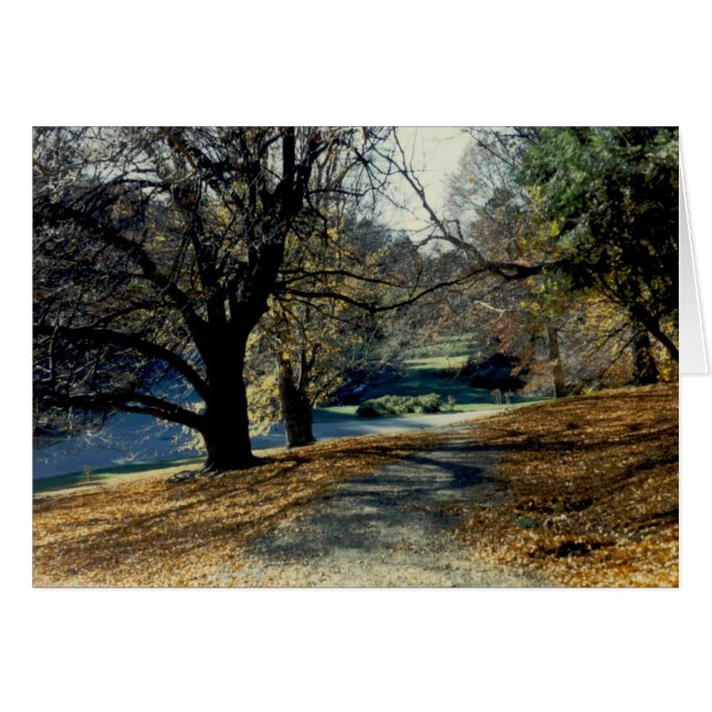 Ansicht durch Buchen-Waldung (Vorderseite (Horizontal))
