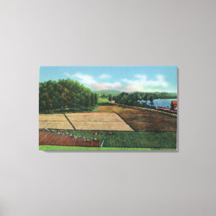 Ansicht einer Cranberry Plantation Leinwanddruck