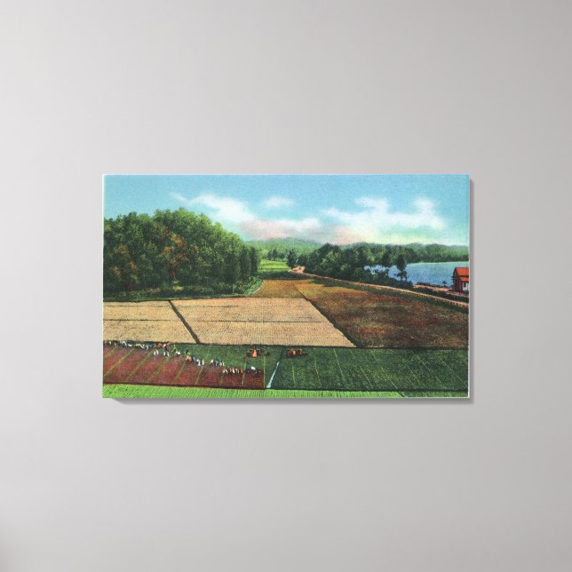 Ansicht einer Cranberry Plantation Leinwanddruck (Vorderseite)