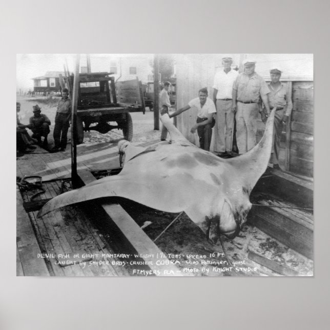 Ansicht eines Caught Manray Poster (Vorne)