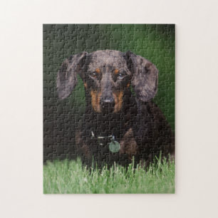 Ansicht eines Dapple-farbenen Dachshunds