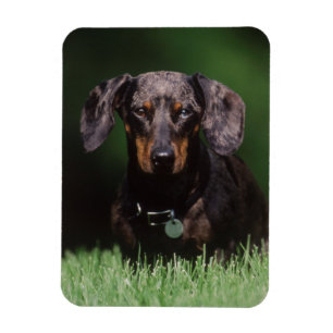 Ansicht eines Dapple-farbenen Dachshunds Magnet