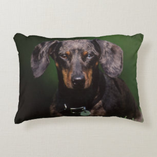 Ansicht eines Dapple-farbenen Dachshunds Zierkissen