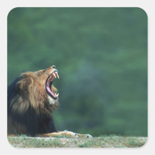 Ansicht eines Löwes (Panthera Löwe) seinen Mund Quadratischer Aufkleber