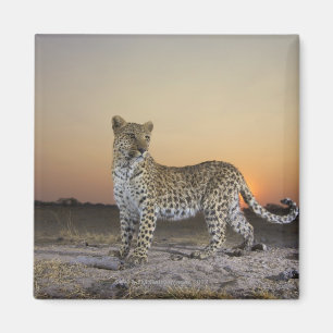 Ansicht in voller Länge des Leoparden (Panthera Magnet