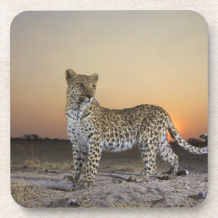 Ansicht in voller Länge des Leoparden (Panthera Untersetzer