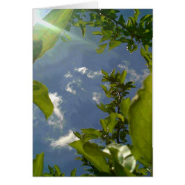 Ansicht von der Apfelbaum